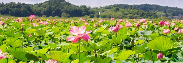 Ein See voller rosa Seerosenblüten.